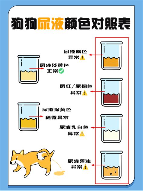 狗狗尿液顏色|狗狗尿液颜色速查表